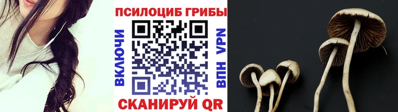 Купить  Суджа  Псилоцибиновые грибы Cubensis 